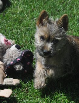 CairnTerrier Welpe, Rüde - Hoogstede