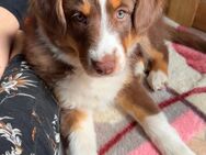 Australian Shepherd Welpe Hündin reinrassig Minimix + Gesundheitszeugnis/Gen-Test redtri/braun - Crivitz