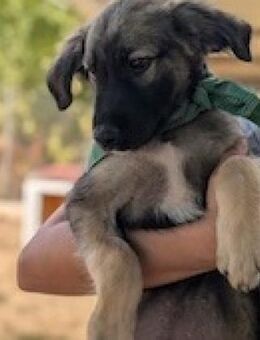 Max - Neugierig, verspielt & liebenswert - Berlin