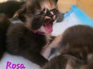 Maine coon Kitten - Pirmasens