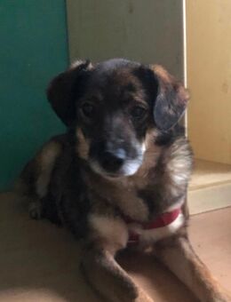 Vito ist mein Name - Wassenberg