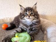 Maine Coon Kitten - Nienburg (Weser)