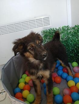 💙 Lebensfroher Junghund Moose 💙 - Eislingen (Fils)