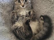 Babykatzen Auszug zu sofort (m/w) Geschwisterpaar oder einzeln (Kitten/Kätzchen/Kater) - Fredersdorf-Vogelsdorf