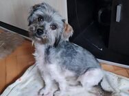 Dolly - klein, lieb und zurückhaltend - Leonberg (Baden-Württemberg)