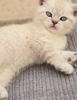 BKH-Kitten bald abzugeben - Düsseldorf