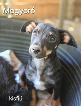 MOgyoro-BE süsser Welpe - Neustadt (Rübenberge)
