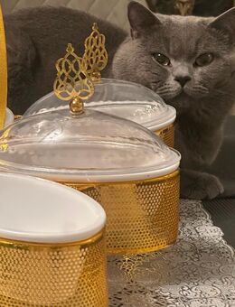 Bkh blue deckkater gentleman - Rheine Zentrum