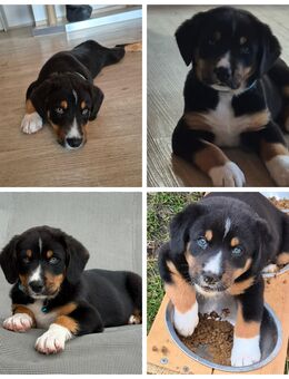 Welpe Appenzeller/Bernersennenmix und Australien Shephert - Otzing