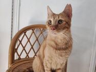 Lyoha 🐱Kuschelbär sucht Sofaplatz - Kirchheim (München)