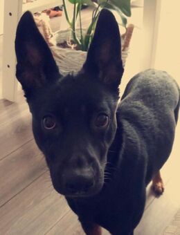 Shaya sucht neues zu Hause ❤️ - Mylau