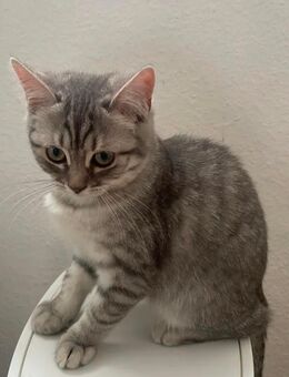 Schmusige BKH Kitten suchen ein Zuhause - Duisburg