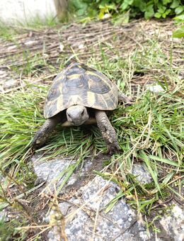 Griechische Landschildkröte (9 Jahre) sucht neues Zuhause - Wilsdruff Zentrum