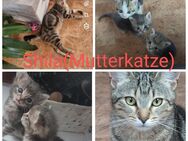 Katzen herzugeben - Kelheim