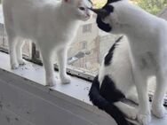 💓Best Friends Elsa & Henry🐾 - Eislingen (Fils)