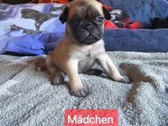 Mops welpen - Boppard