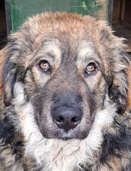 Mishu - Herzensguter Hund - Obertshausen