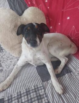 Felicity, ruhige Terrier Mix Hündin - Remagen