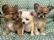 3 bezaubernde Pomsky Welpen suchen liebevolles Zuhause - Bad Saulgau