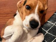 Beagle - Remscheid
