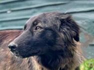 Smoky - vom Mobbingopfer zum Traumhund - Mettmann