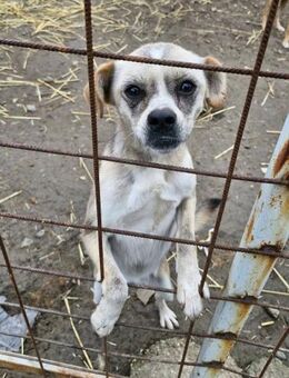 Haribo sucht ein Zuhause - Bochum