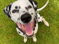 Captain sucht ein neues Zuhause/Pflegest - Neustadt (Wied)
