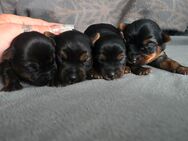 Yorkshire Terrier Welpen ab Juli abzugeben - Brandenburg (Havel)
