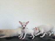 Chihuahua welpen - Bonn