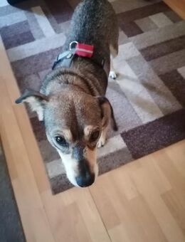 Emma sucht ihr für-immer-Zuhause - Ludwigshafen (Rhein)
