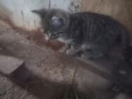 Hauskatzen, Katze, Kater - Ebersbach