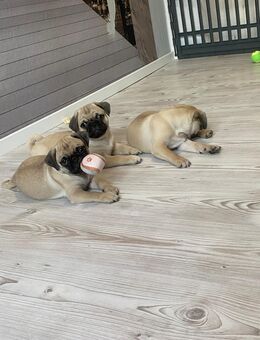 Mops Welpen Beige - Bremen