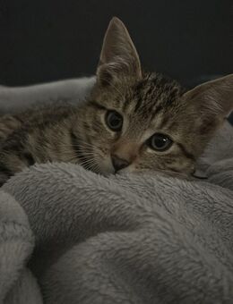 EKH Katzen Kitten 14 Wochen sucht ein Zuhause - Berlin