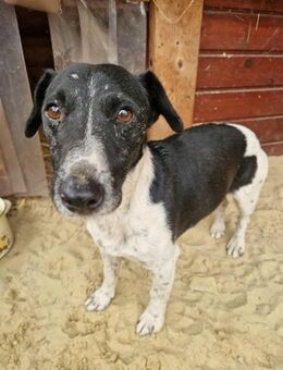 Májló von kettenlos - Bollingstedt