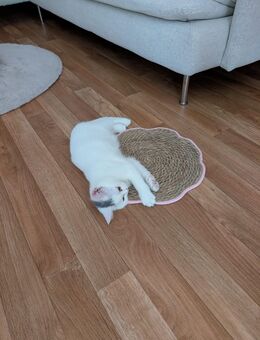 BKH Katze 4 Monate alt - Berlin Lichtenberg