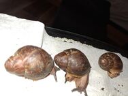 Achatina Ventricosa Schnecken - Nidda