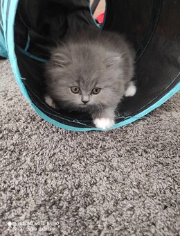 Bkh Kitten zu verkaufen - Boizenburg (Elbe)