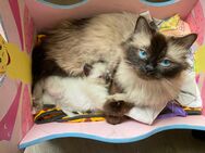 Heilige Birma – wunderschöne Katzenbabys - Ulm