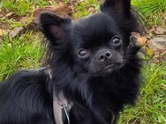 Chihuahua Rüde - reinrassig mit Papieren - Erfurt