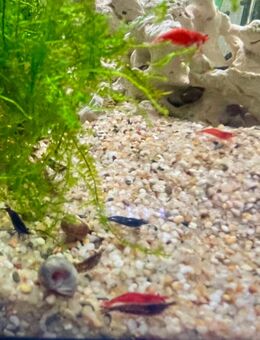 Garnelen Mix * Neocaridina * blau / rot / Natur - Hettstadt