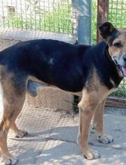 Nehmen Sie Butz bei sich auf? - Neuss