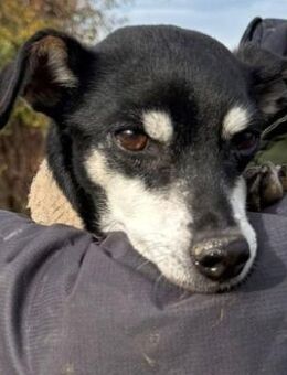 Pinscher-Mix COOKIE sucht ein Zuhause - Sehnde