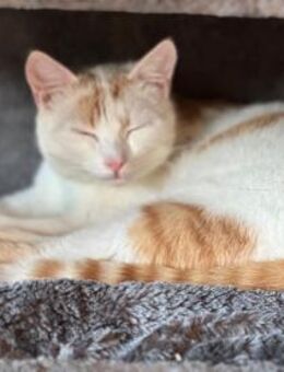 Punky sucht Zuhause - Prien (Chiemsee)