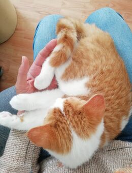 Reinrassige BKH Kitten Rot Weiss Britisch Kurzhaar Babys Mädchen Jungen - Goslar