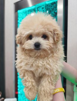 Zwergpudel, Cream Farbe, Männlich - Paderborn