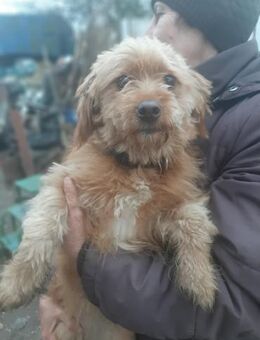 Gipsy hatte großes Glück ! - Wöllstadt