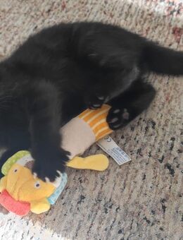 Süße BKH-Mix Kitten sucht ein liebevolles Zuhause 🐾 - Köln
