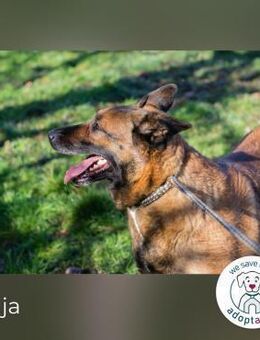 Maja: genießt ihre neue Freiheit - Kirchzell