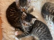 Babykatzen dürfen ausziehen - Kaufering