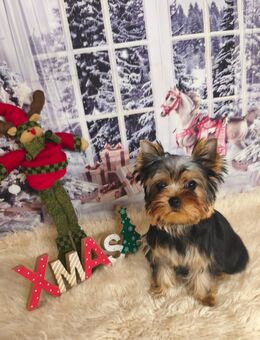 Reinrassige Yorkshire Terrier Hündin - Haiterbach